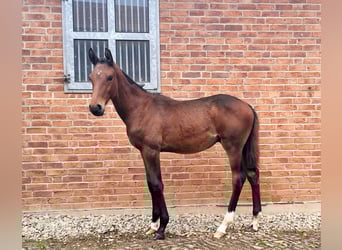 Caballo de Holstein, Semental, Potro (04/2025), 170 cm, Castaño