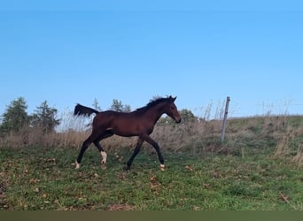 Caballo de Holstein, Semental, Potro (04/2025), 170 cm, Castaño