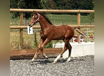 Caballo de Holstein, Semental, Potro (05/2026), 170 cm, Castaño