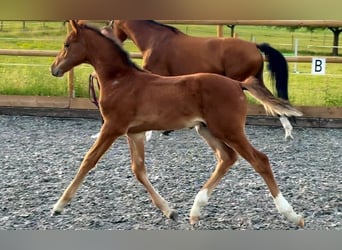 Caballo de Holstein, Semental, Potro (05/2026), 170 cm, Castaño
