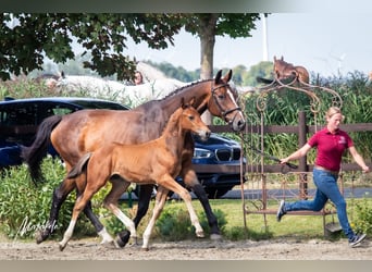 Caballo de Holstein, Semental, , 170 cm, Castaño