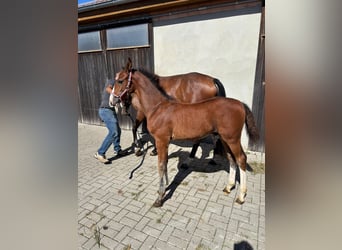 Caballo de Holstein, Semental, Potro (06/2026), 170 cm, Castaño