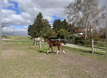 Caballo de Holstein, Semental, Potro (06/2026), 170 cm, Castaño