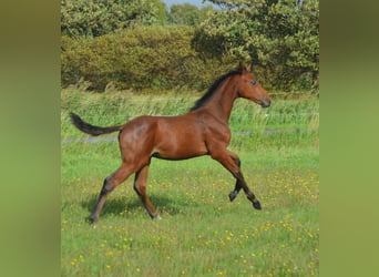 Caballo de Holstein, Semental, Potro (05/2026), 170 cm, Castaño rojizo