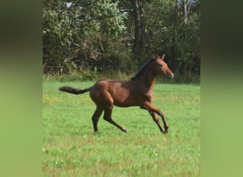 Caballo de Holstein, Semental, Potro (05/2026), 170 cm, Castaño rojizo