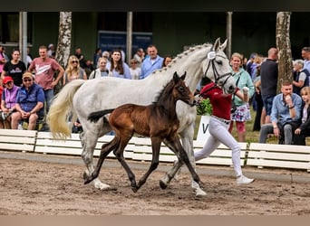 Caballo de Holstein, Semental, Potro (04/2024), 170 cm, Tordillo negro