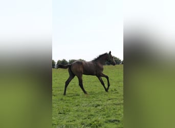 Caballo de Holstein, Semental, Potro (04/2025), 170 cm, Tordo