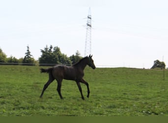 Caballo de Holstein, Semental, Potro (04/2025), 170 cm, Tordo