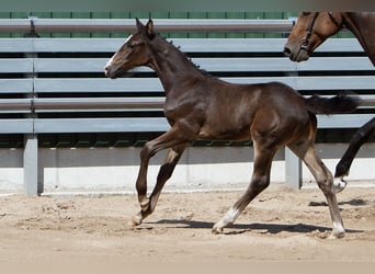 Caballo de Holstein, Semental, Potro (06/2026), 172 cm, Castaño oscuro