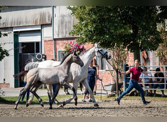 Caballo de Holstein, Semental, Potro (03/2024), 172 cm, Tordo