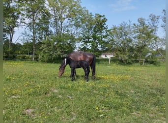 Caballo de Holstein, Semental, Potro (04/2024), 173 cm, Tordillo negro