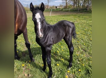 Caballo de Holstein, Semental, Potro (04/2024), 173 cm, Tordillo negro