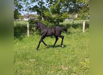 Caballo de Holstein, Semental, Potro (04/2024), 173 cm, Tordillo negro