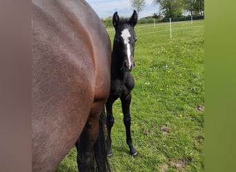 Caballo de Holstein, Semental, Potro (04/2024), 173 cm, Tordillo negro