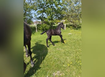 Caballo de Holstein, Semental, Potro (04/2024), 173 cm, Tordillo negro