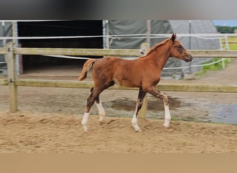 Caballo de Holstein Mestizo, Semental, Potro (04/2024), 176 cm, Alazán-tostado