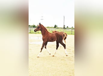 Caballo de Holstein Mestizo, Semental, Potro (04/2024), 176 cm, Alazán-tostado