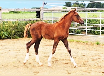 Caballo de Holstein Mestizo, Semental, Potro (04/2024), 176 cm, Alazán-tostado