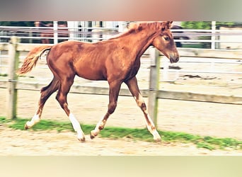 Caballo de Holstein Mestizo, Semental, Potro (05/2025), 176 cm