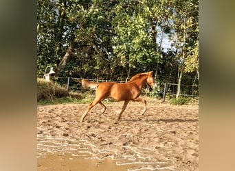 Caballo de Holstein, Semental, Potro (03/2026), Alazán