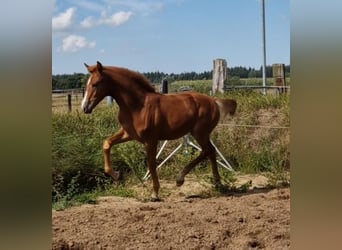 Caballo de Holstein, Semental, Potro (03/2026), Alazán