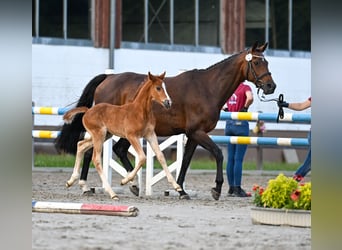 Caballo de Holstein, Semental, Potro (06/2026), Alazán