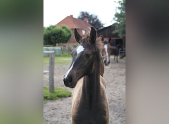 Caballo de Holstein, Semental, Potro (05/2024)