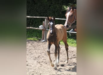 Caballo de Holstein, Semental, Potro (05/2024)