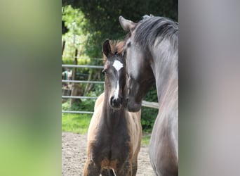 Caballo de Holstein, Semental, Potro (05/2024)