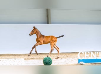 Caballo de Holstein, Semental, Potro (05/2026)