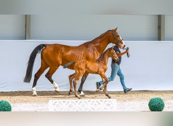 Caballo de Holstein, Semental, Potro (05/2026)