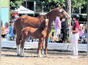 Caballo de Holstein, Semental, Potro (04/2025)