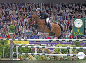 Caballo de Holstein, Semental, Potro (01/2026)