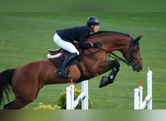 Caballo de Holstein, Semental, Potro (01/2026)