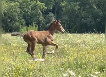 Caballo de Holstein, Semental, Potro (06/2023), Castaño