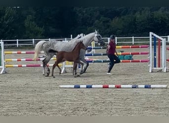 Caballo de Holstein, Semental, Potro (06/2026), Castaño