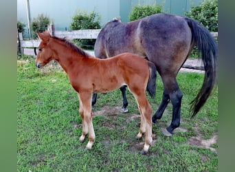 Caballo de Holstein, Semental, Potro (04/2024), Castaño