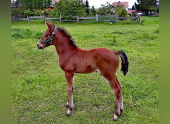 Caballo de Holstein, Semental, Potro (04/2024), Castaño