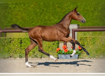 Caballo de Holstein, Semental, , Castaño