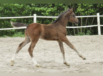 Caballo de Holstein, Semental, , Castaño
