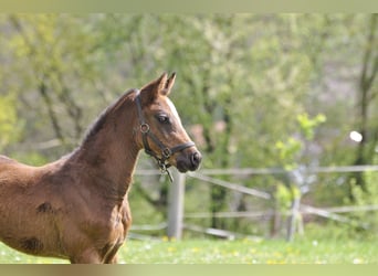 Caballo de Holstein, Semental, , Castaño