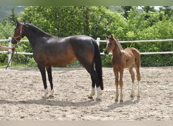 Caballo de Holstein, Semental, , Castaño
