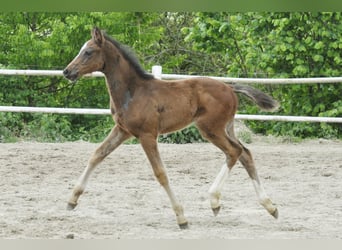 Caballo de Holstein, Semental, , Castaño
