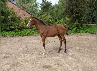 Caballo de Holstein, Semental, Potro (05/2023), Castaño