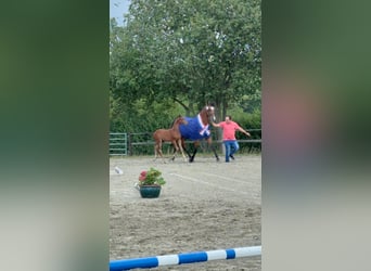 Caballo de Holstein, Semental, Potro (06/2026), Castaño