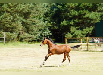 Caballo de Holstein, Semental, Potro (04/2025), Castaño