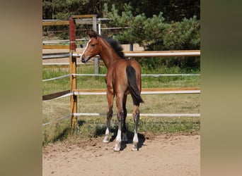Caballo de Holstein, Semental, Potro (04/2025), Castaño