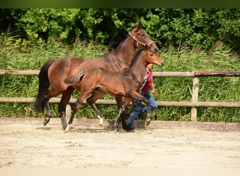 Caballo de Holstein, Semental, Potro (04/2024), Castaño