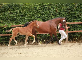 Caballo de Holstein, Semental, Potro (05/2026), Castaño claro
