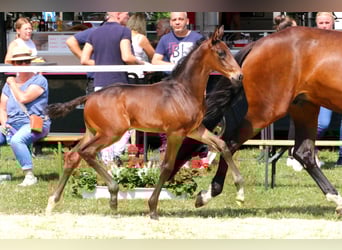 Caballo de Holstein, Semental, Potro (06/2023), Castaño oscuro